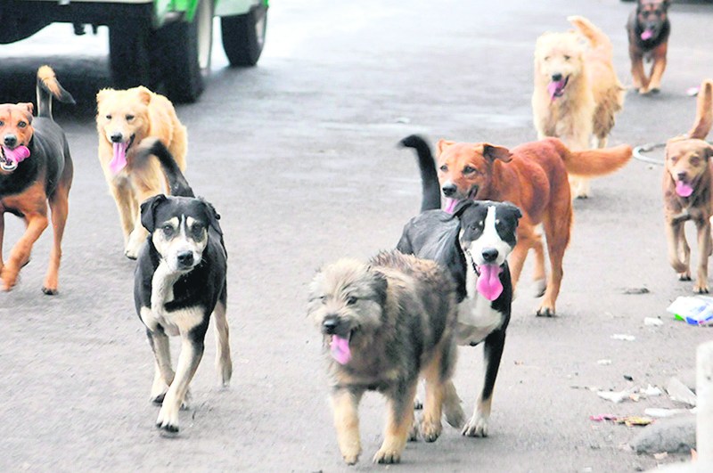 "Vinculan a proceso a adiestrador en Mérida por crueldad animal tras la desnutrición y heridas de un perro. Conoce más sobre el caso aquí."