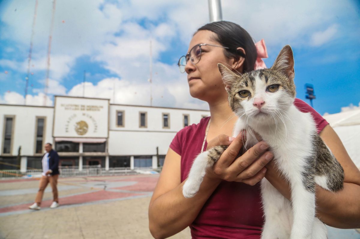 La Clínica Veterinaria Municipal de Mérida ofrecerá esterilizaciones a solo $100 para apoyar la economía local y el bienestar animal.