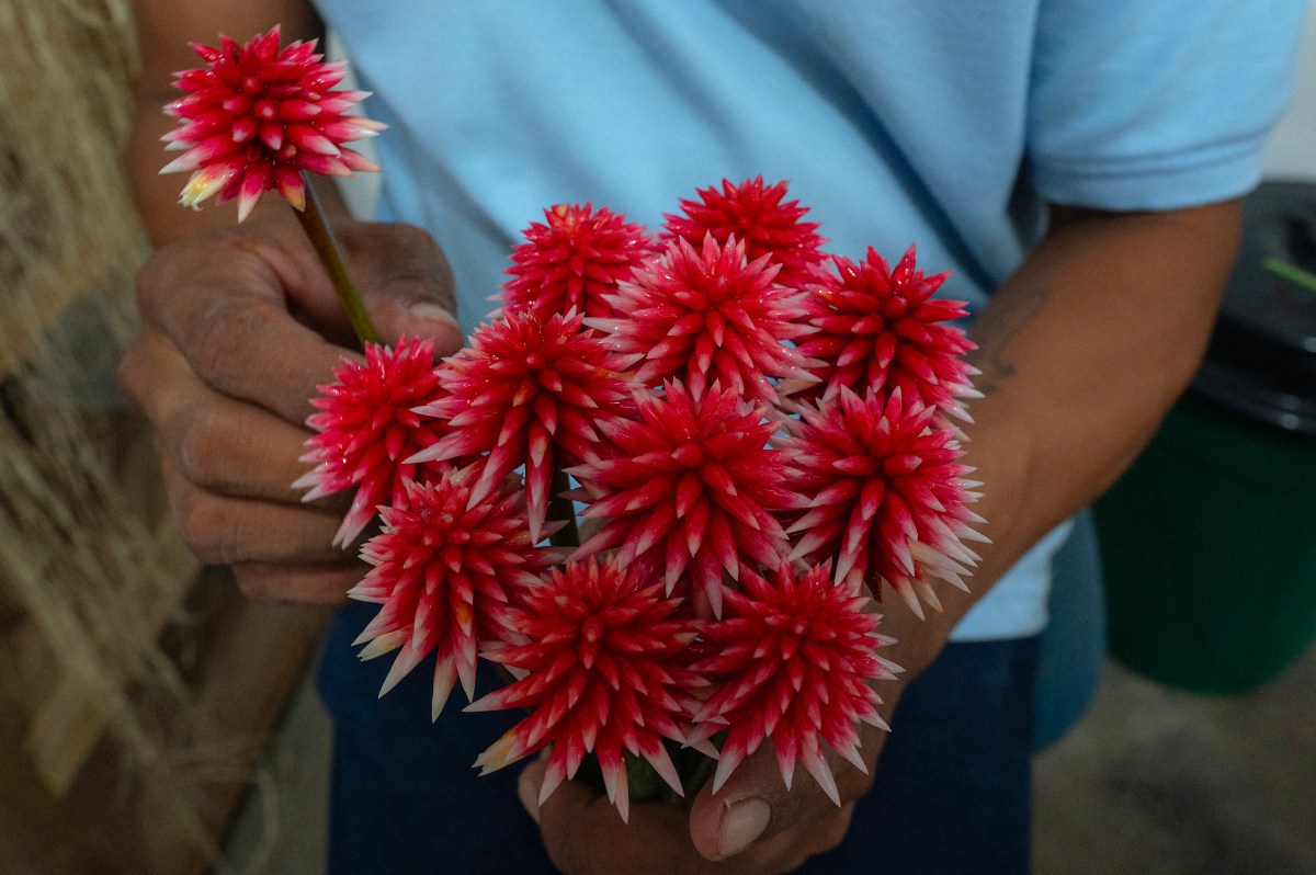 De "maleza" a emblema: la flor de Inírida, símbolo de la COP16 en Colombia, resalta la biodiversidad y cultura amazónica.