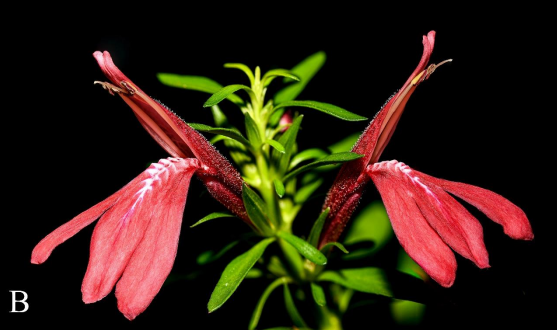 Descubre Justicia cardinalis, nueva especie en Yucatán tras 100 años de confusión. El Herbario CICY revela su importancia para la biodiversidad.