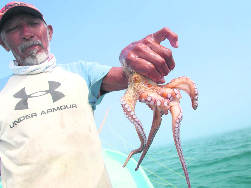 La temporada de captura de pulpo en Yucatán supera expectativas con 10 mil toneladas logradas; Canainpesca confía en cumplir la cuota anual.