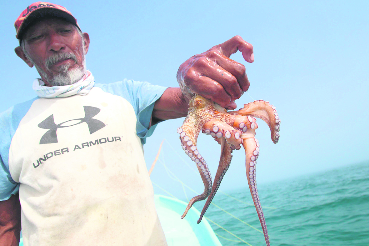 La temporada de captura de pulpo en Yucatán supera expectativas con 10 mil toneladas logradas; Canainpesca confía en cumplir la cuota anual.