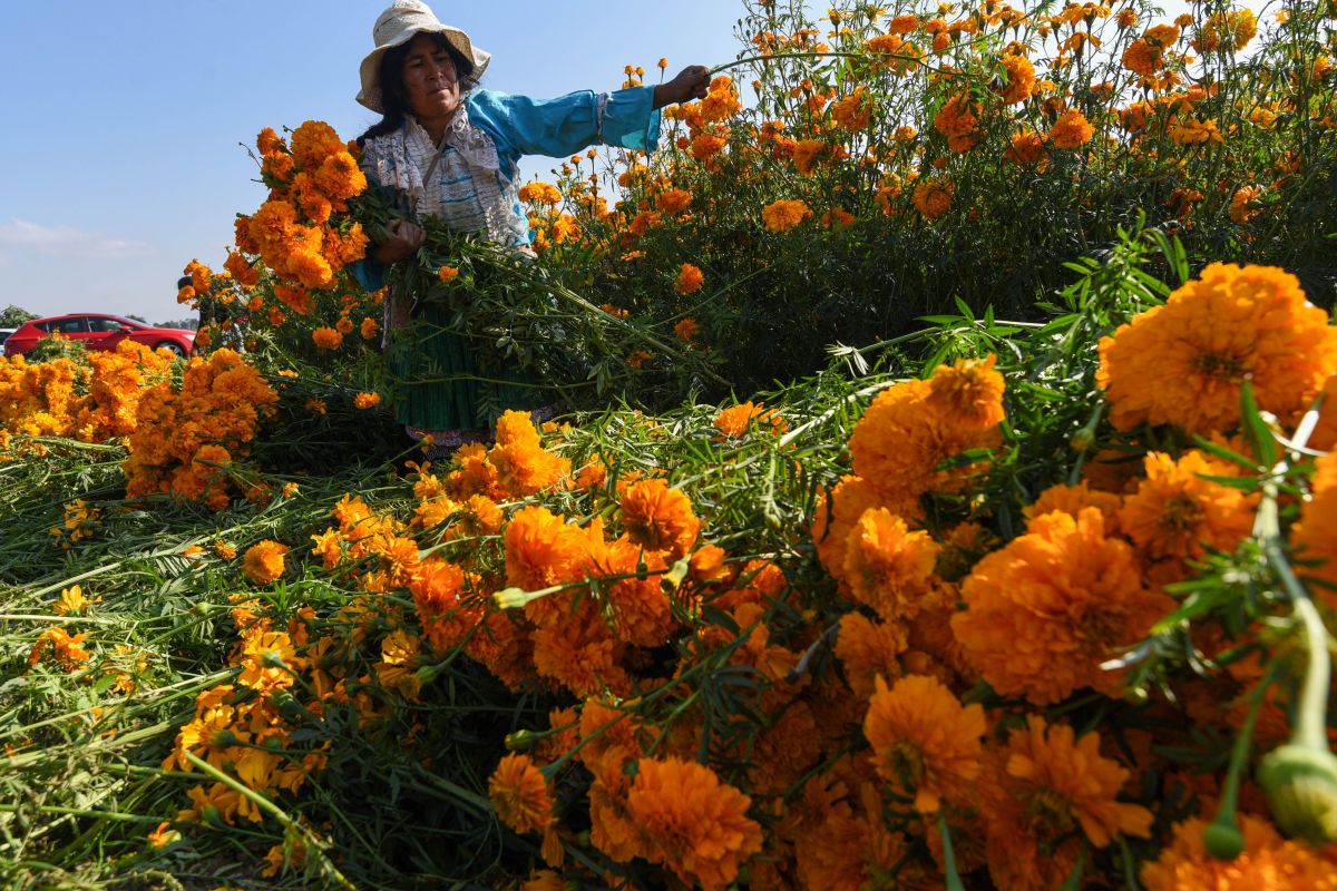 La recolección de cempasúchil en San Francisco Putla celebra la tradición del Día de Muertos, llenando los campos de Tenango del Valle de color y simbolismo.