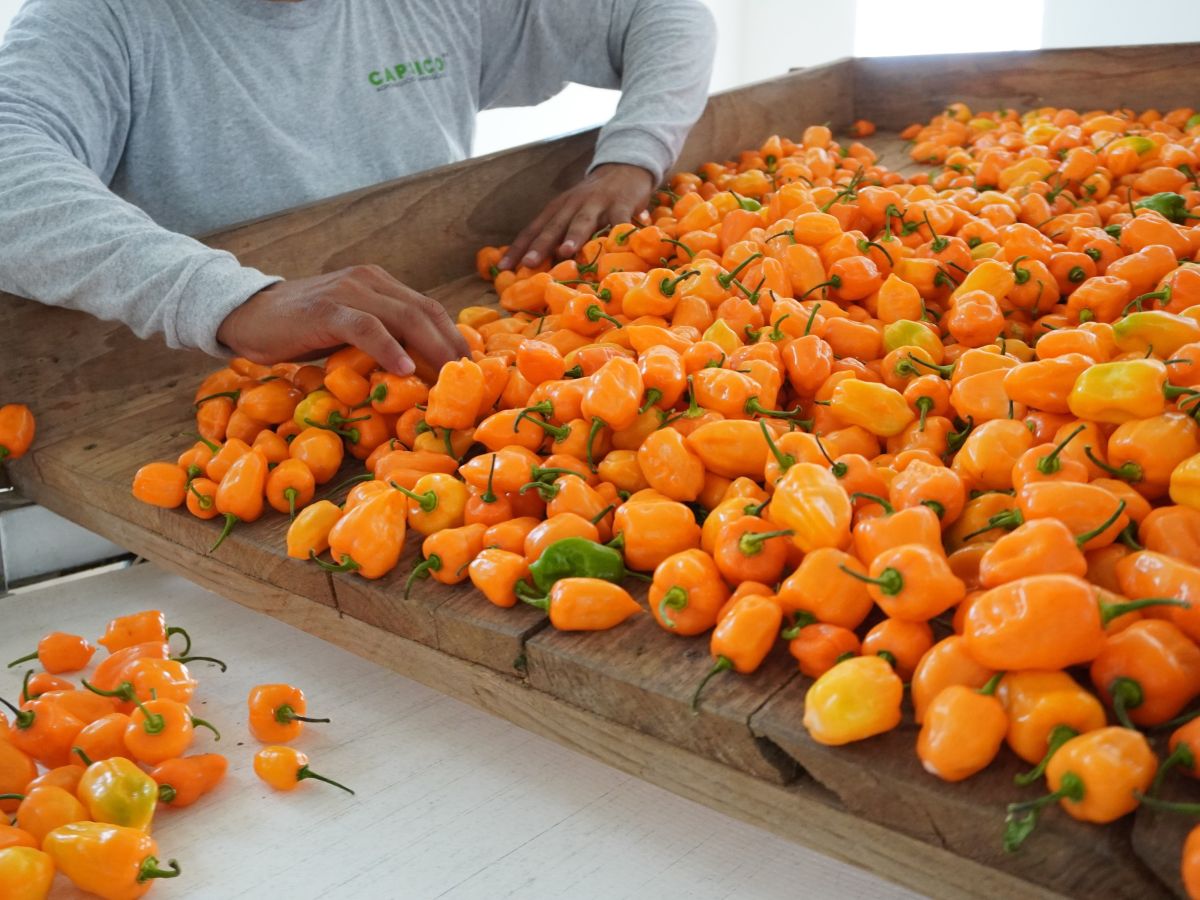 Descubre las características del chile habanero y su diversidad en Yucatán. Información clave sobre cultivares y sus propiedades.