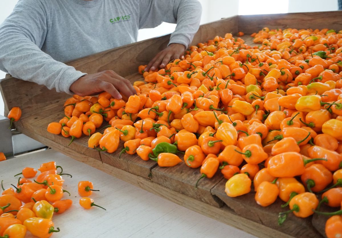 Descubre las características del chile habanero y su diversidad en Yucatán. Información clave sobre cultivares y sus propiedades.