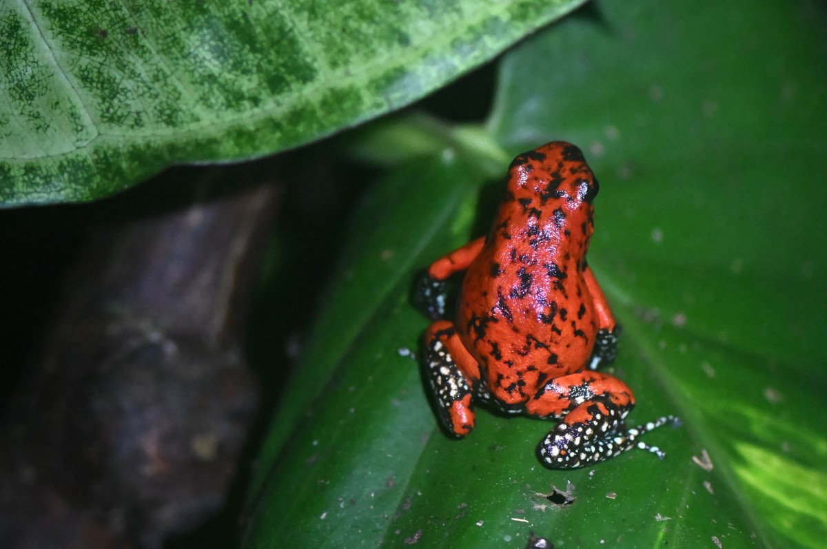 Ranas arlequín en venta en Colombia: una solución legal contra el tráfico ilegal y una forma de proteger especies en peligro crítico.