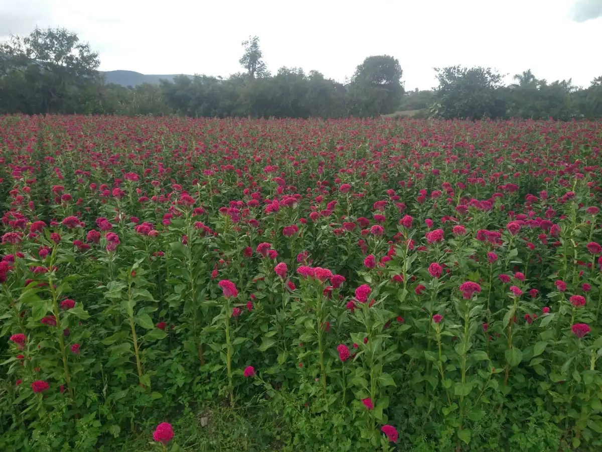 Atlixco genera cerca de 10 mil empleos con la venta de cempasúchil y terciopelo. El primer corte de flor será el 25 de octubre.