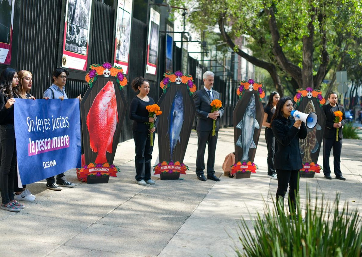 Oceana protesta en el Senado con ataúdes de pescado, pidiendo reformas urgentes para recuperar las especies en peligro en México.