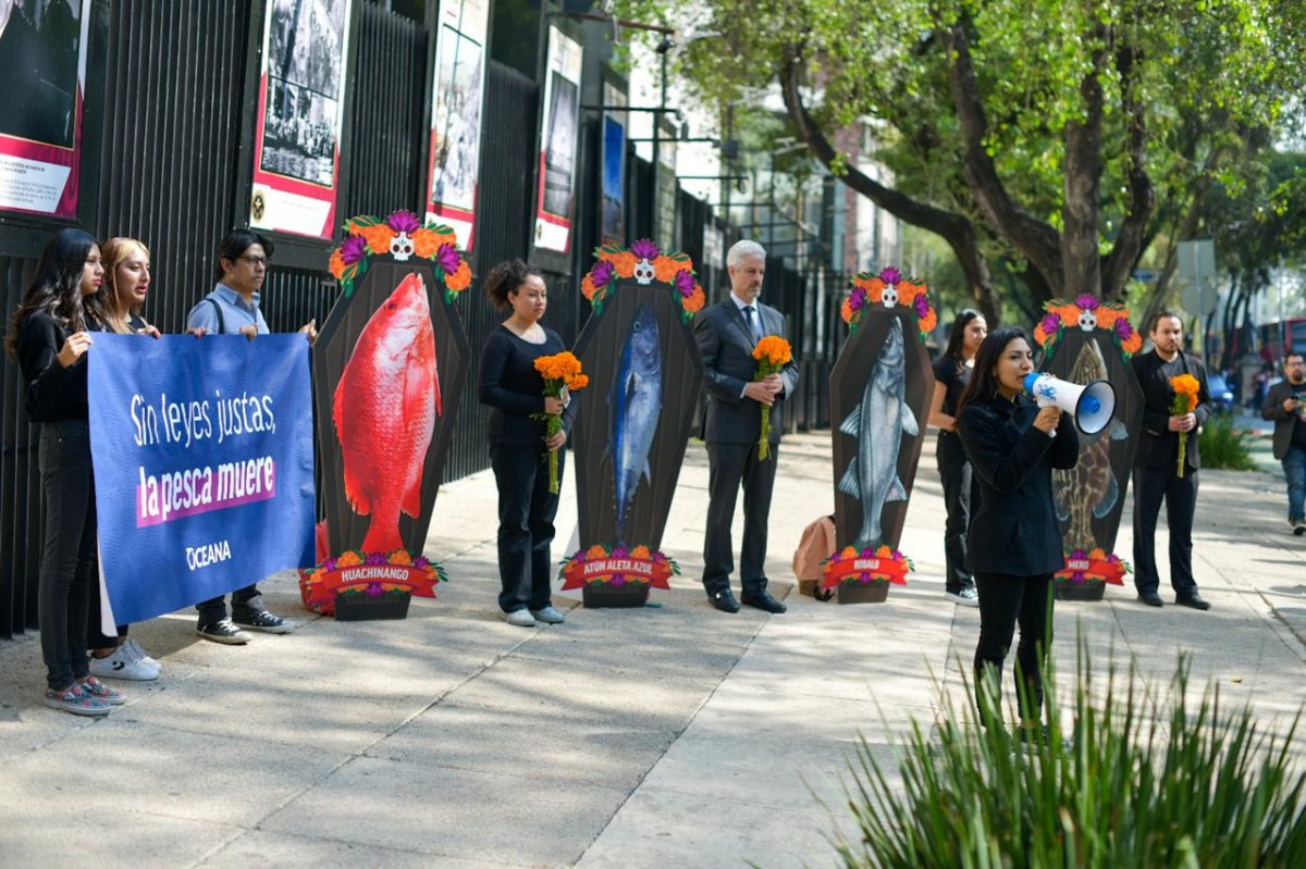 Oceana protesta en el Senado con ataúdes de pescado, pidiendo reformas urgentes para recuperar las especies en peligro en México.