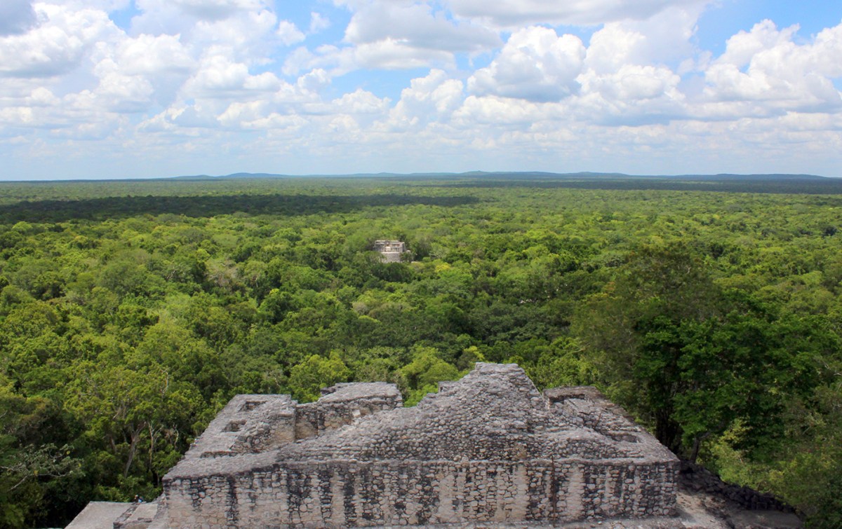 México regresa de la COP16 con avances y desafíos en biodiversidad, destacando el rol de los pueblos originarios en la conservación ambiental.