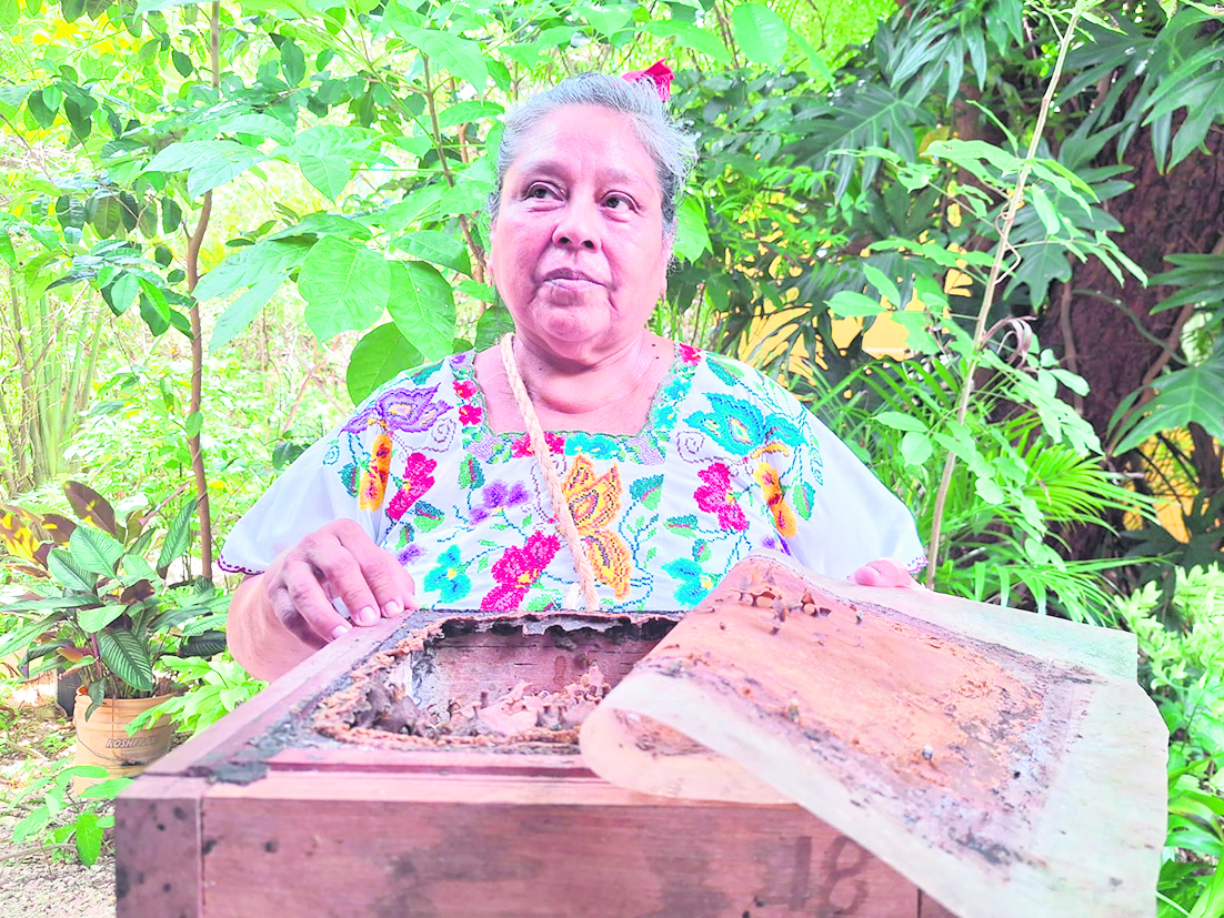 El cambio climático y agroquímicos ponen en riesgo a polinizadores en Yucatán, afectando biodiversidad y estabilidad de ecosistemas locales.