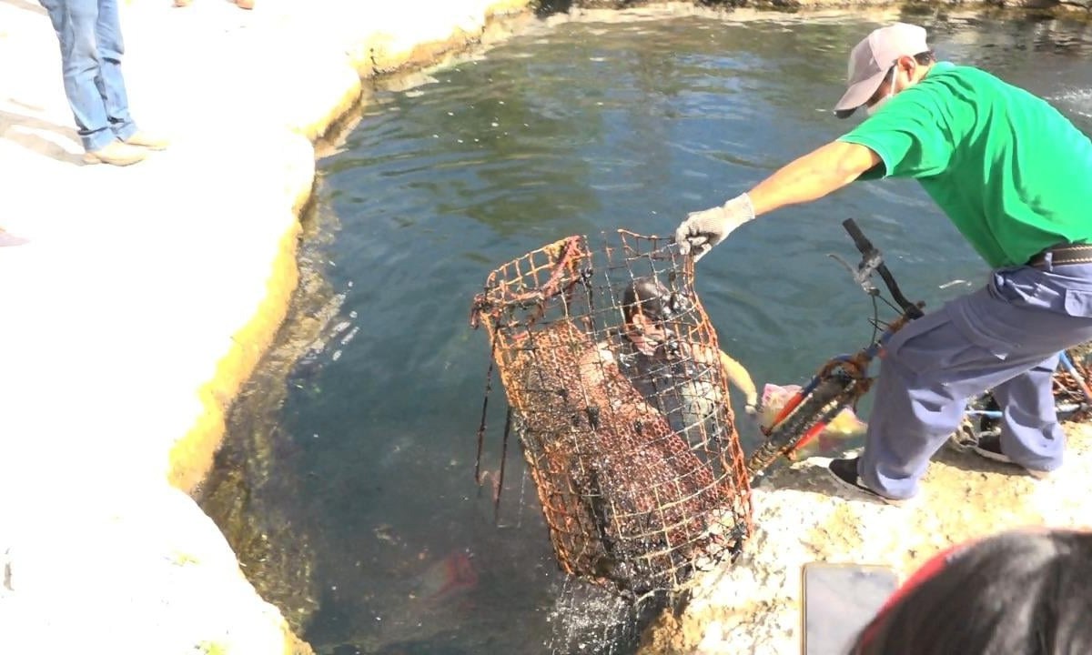 El 70% de los cenotes en Yucatán están contaminados por desechos y falta de saneamiento, alertan expertos sobre esta amenaza ambiental.