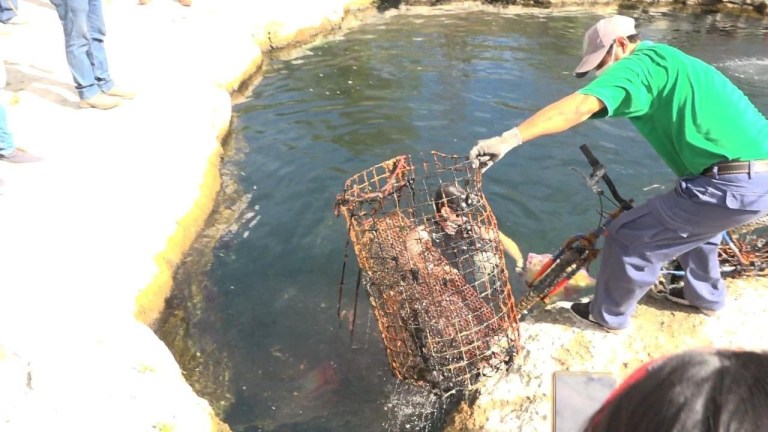 El 70% de los cenotes en Yucatán están contaminados por desechos y falta de saneamiento, alertan expertos sobre esta amenaza ambiental.