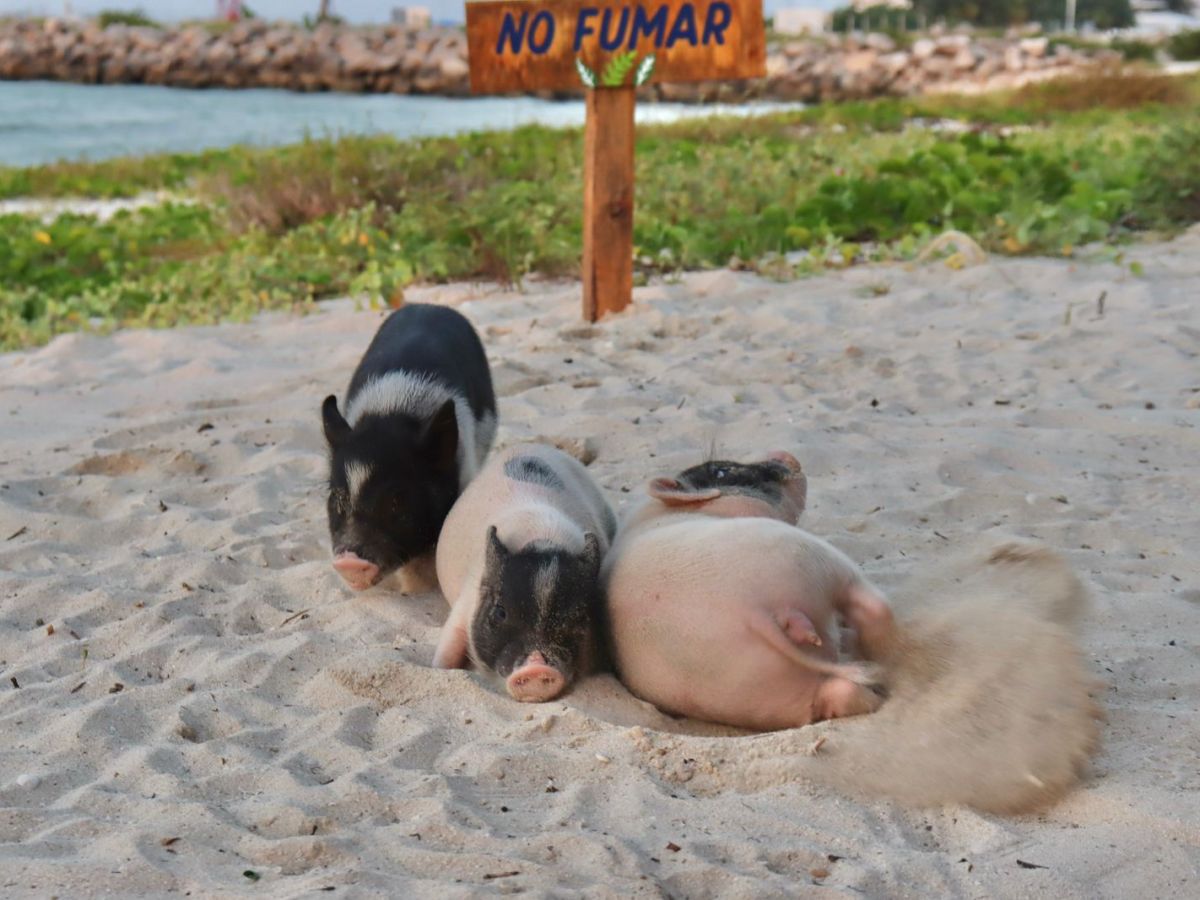 Pig Beach en Progreso cerrada temporalmente por regulaciones; cerditos están a salvo y la reapertura depende de la SEMARNAT.