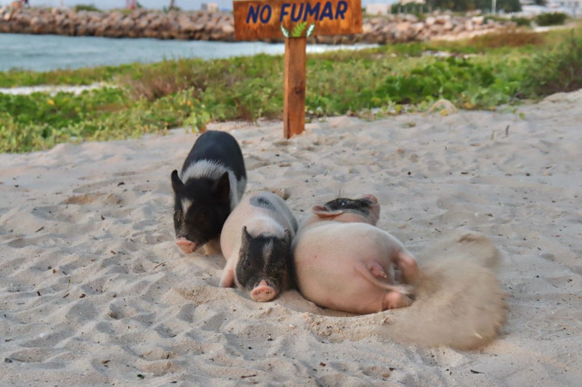 Pig Beach en Progreso cerrada temporalmente por regulaciones; cerditos están a salvo y la reapertura depende de la SEMARNAT.