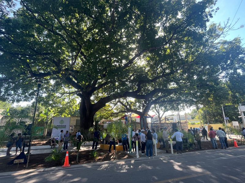 Dos ceibas en el Parque de las Carmelitas en Mérida, declaradas “árboles patrimoniales” dentro del programa “Mérida Verde”, ahora protegidas.