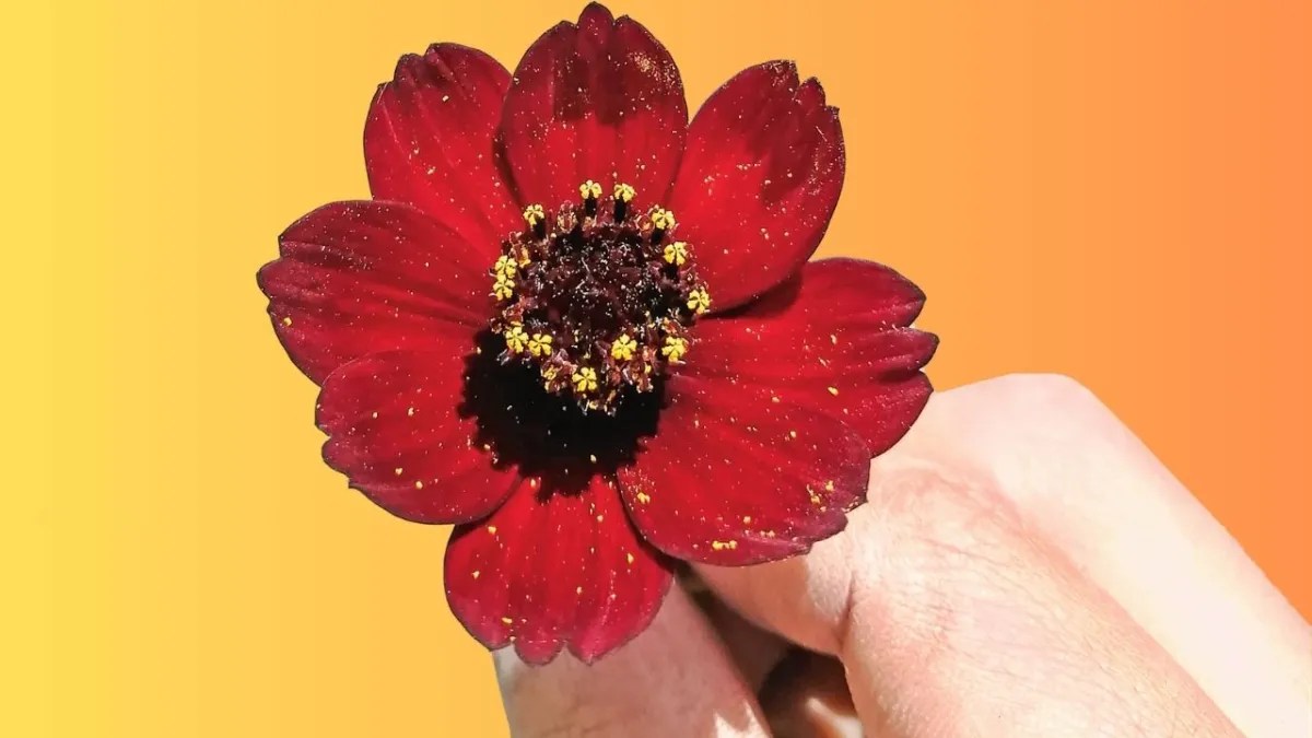 La flor Cosmos Chocolate, extinta en su hábitat natural, ha sido rescatada por investigadores mexicanos con planes para su conservación y venta.