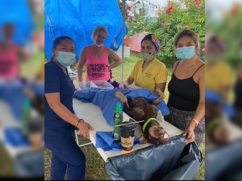 Extranjera crea el primer santuario veterinario en Progreso 