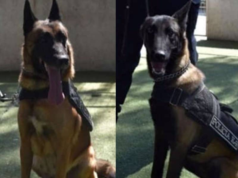 Se integran dos lomitos a la Policía Bancaria e Industrial