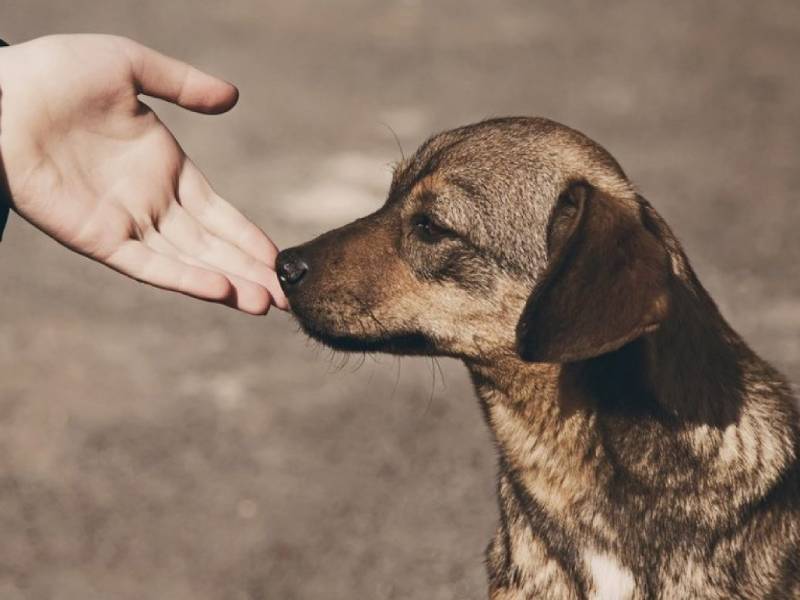Realiza ayuntamiento el Foro Mérida por el Bienestar Animal