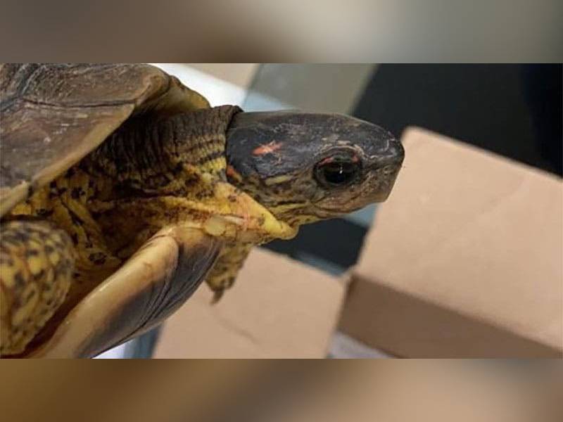 Tortuga pierde vuelo en el aeropuerto Mérida