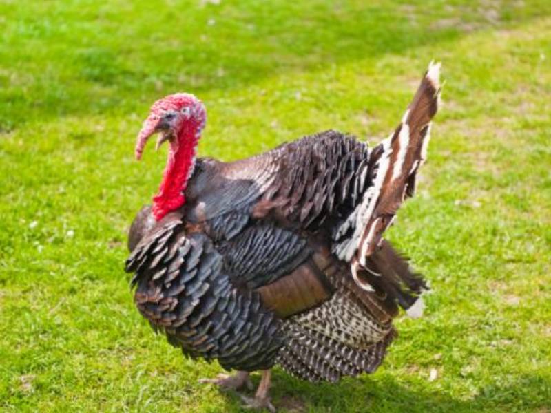 Abastecen de pavo en temporada de escasez en mercados de Yucatán