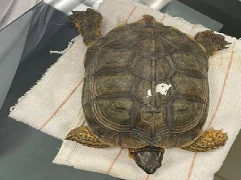 tortuga