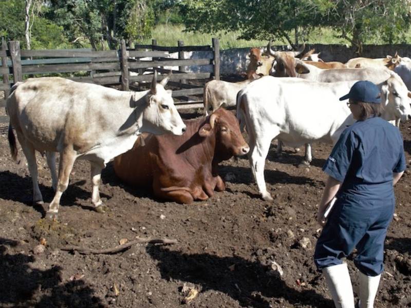 Más de mil 300 acciones con el Programa Veterinario en tu Rancho