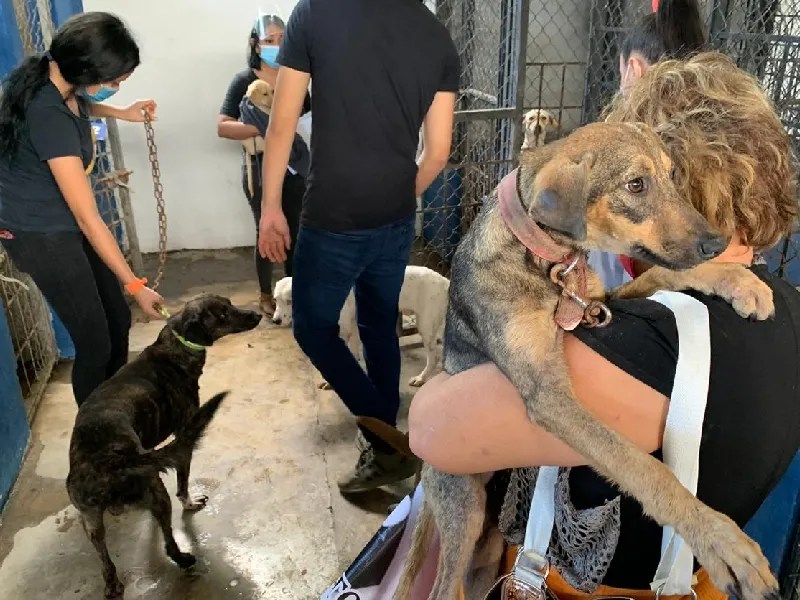 Adoptan al 40% de animales rescatados