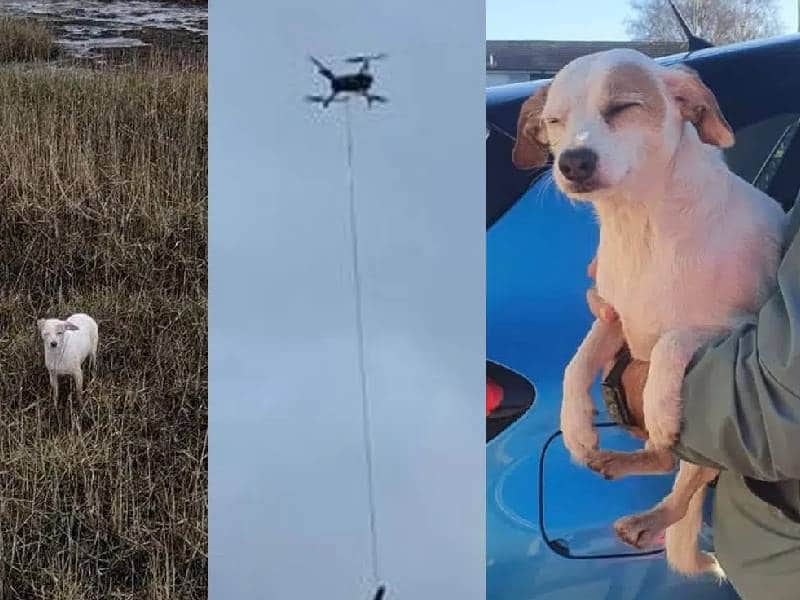 Así rescataron a un perritoa a punto de hundirse en una zona pantanosa