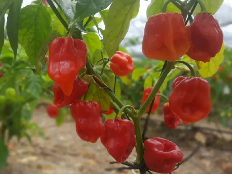 Bajó en 2021 la producción de habanero en la Península