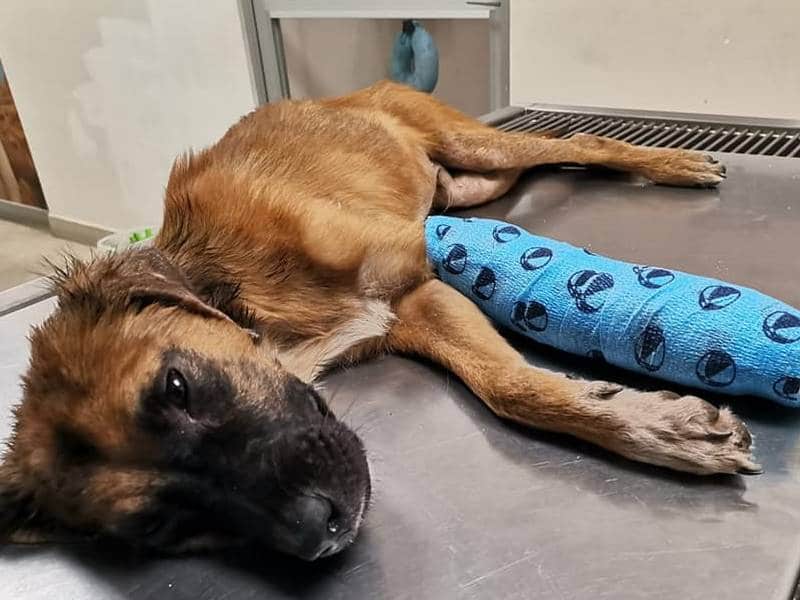 Crecen en Motul los casos de maltrato animal