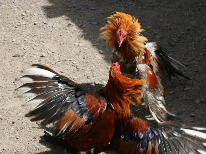 Exigen más vigilancia para evitar peleas de gallos clandestinas