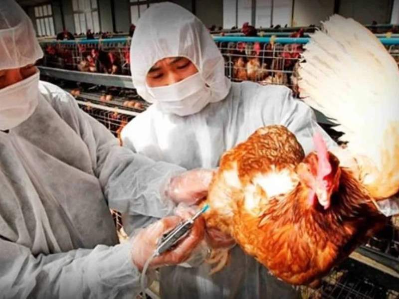 Más de 150 criaderos en Francia han sido golpeados por la gripe aviar