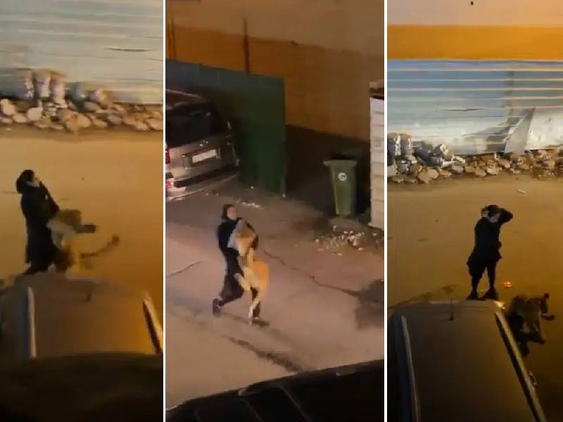 Niña pasea por la calle a león en brazos luego de que escapara