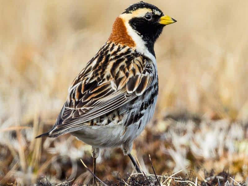 En Yucatán avistan por primera vez pájaro escribano ártico