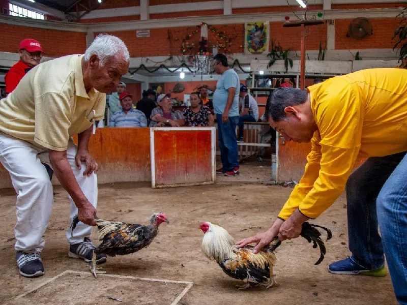 Organizaban peleas clandestinas de gallos