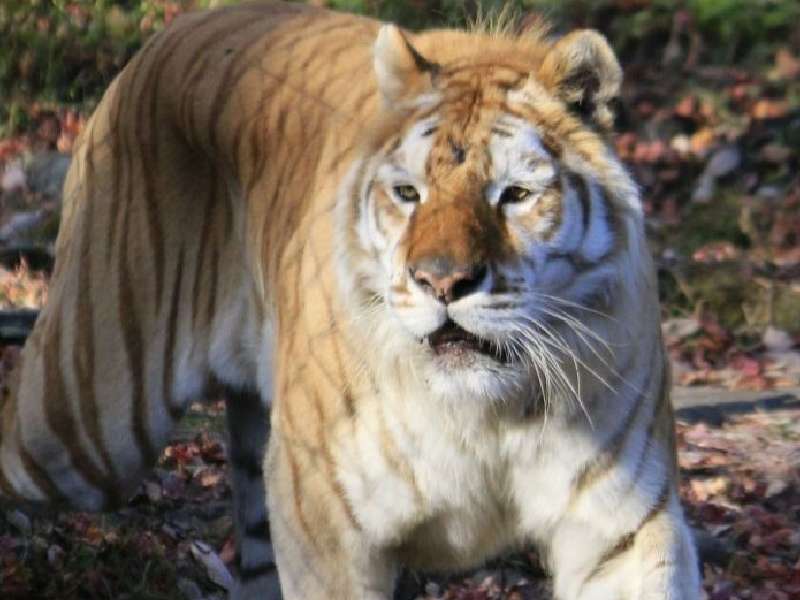 Un tigre arranca la mano de una cuidadora en un parque de Japón