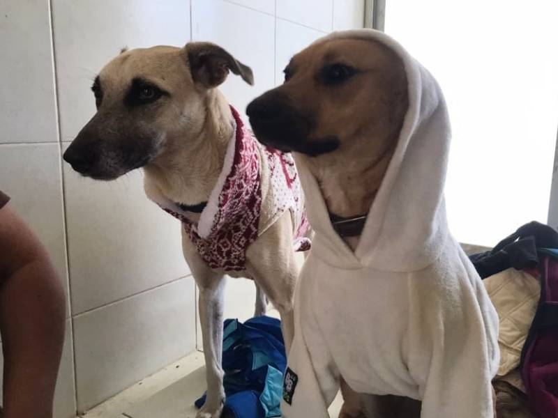 Iniciativa de rescate de canes trasciende fronteras