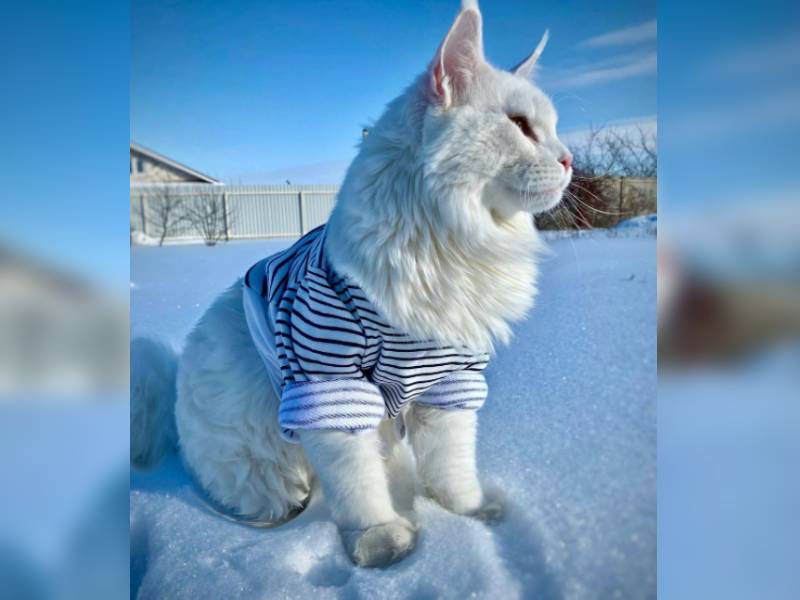 Él es Kéfir, «el gato más grande del mundo»