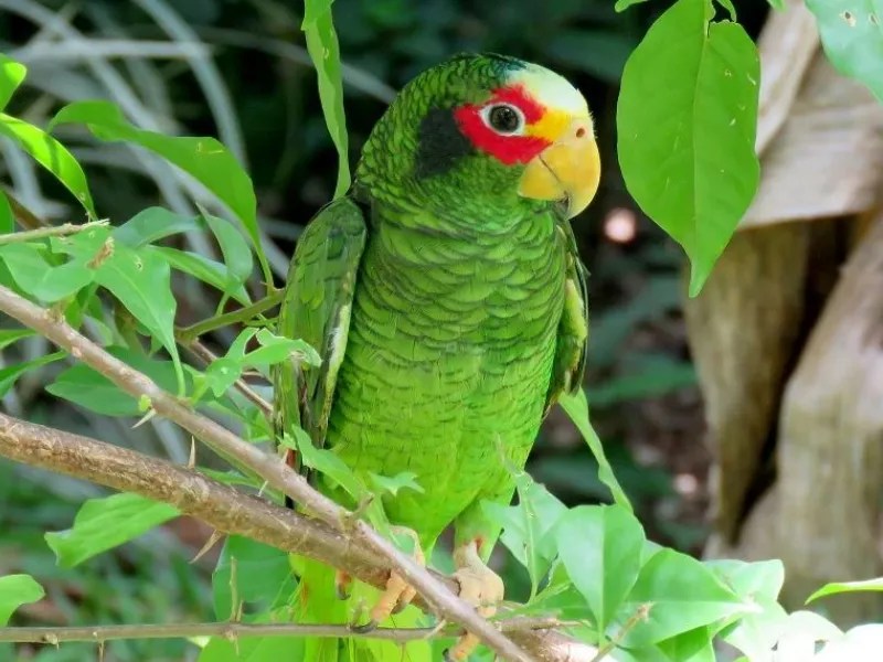 Buscan en Tizimín proteger al loro yucateco
