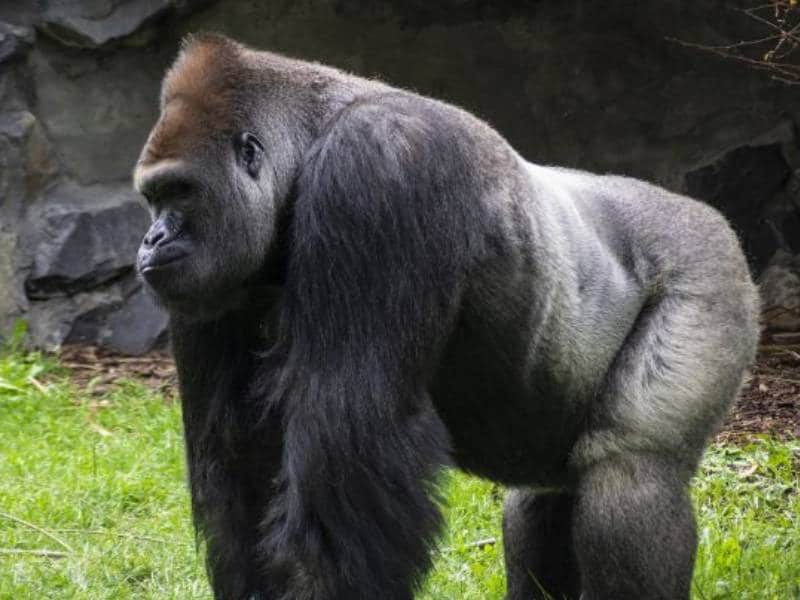 Muere Ozzie, el gorila macho más viejo del mundo