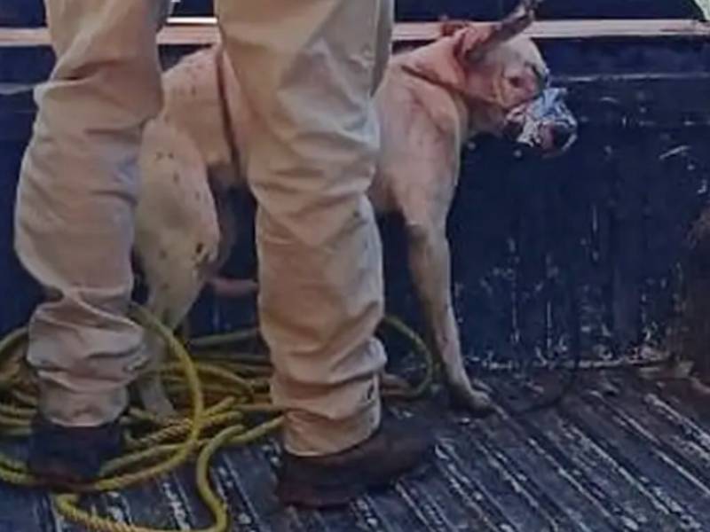 Pitbulls atacan a persona de la tercera edad con discapacidad en Ticul