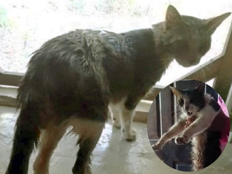 Gato es quemado con aceite de motor en Sinanché