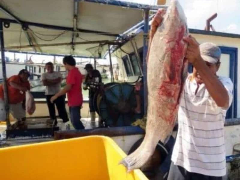 Apoyo a más de 11 mil pescadores afectados por veda del mero
