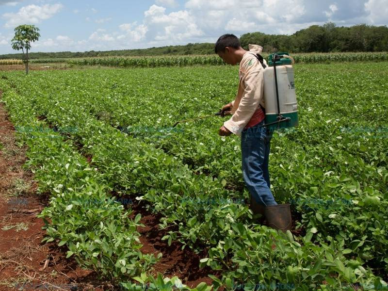 Acaba granizo con la cosecha en Sinanché