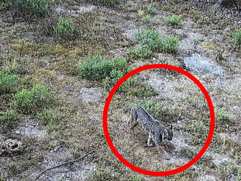 ¡No hay leones, pero sí un lince en el Desierto!