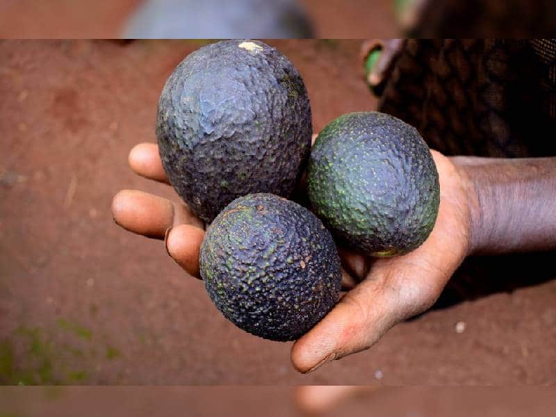 aguacate