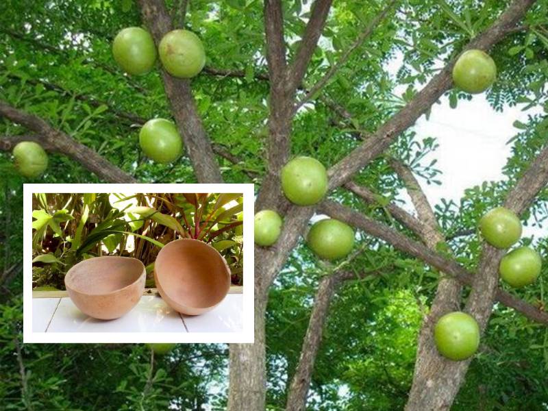 Sinanché conserva el tradicional uso de las jícaras