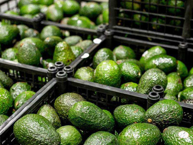Aguacate michoacano